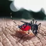 Dengue suma 231 casos confirmados... hasta ahora