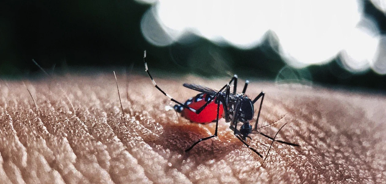 Dengue suma 231 casos confirmados... hasta ahora