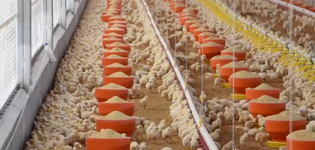 El Estado, segundo lugar nacional en producción de pollo