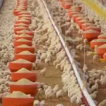 El Estado, segundo lugar nacional en producción de pollo
