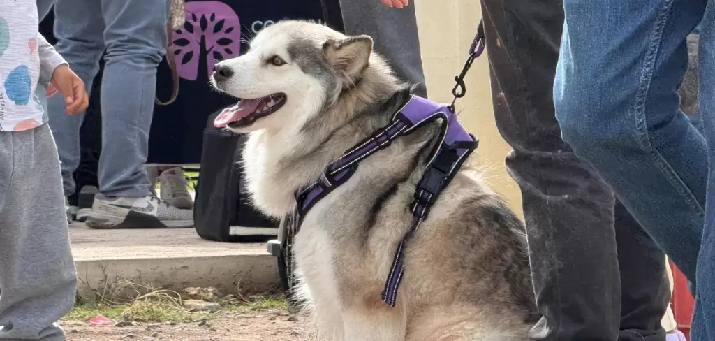Esterilización gratuita a perros y gatos en Altavista