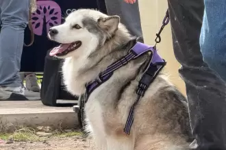 Esterilización gratuita a perros y gatos en Altavista