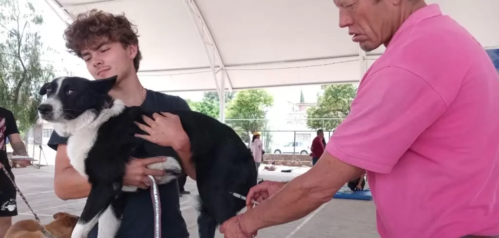 Esterilizaciones gratuitas a mascotas en Aguascalientes 2026