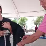 Esterilizaciones gratuitas a mascotas en Aguascalientes 2026