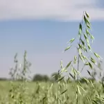 Gobierno abre convocatoria de semilla de avena