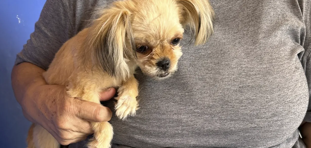 Nueva jornada de esterilización animal gratuita para perros y gatos en Mujeres Ilustres