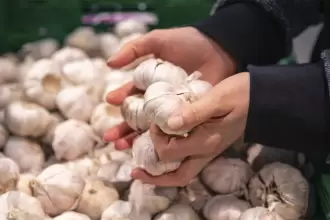 Productores de ajo denuncian contrabando chino y caída del 35% en la producción de Aguascalientes2