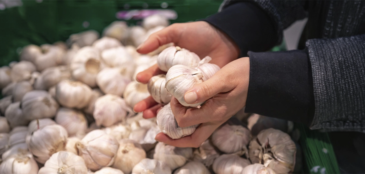 Productores de ajo denuncian contrabando chino y caída del 35% en la producción de Aguascalientes2