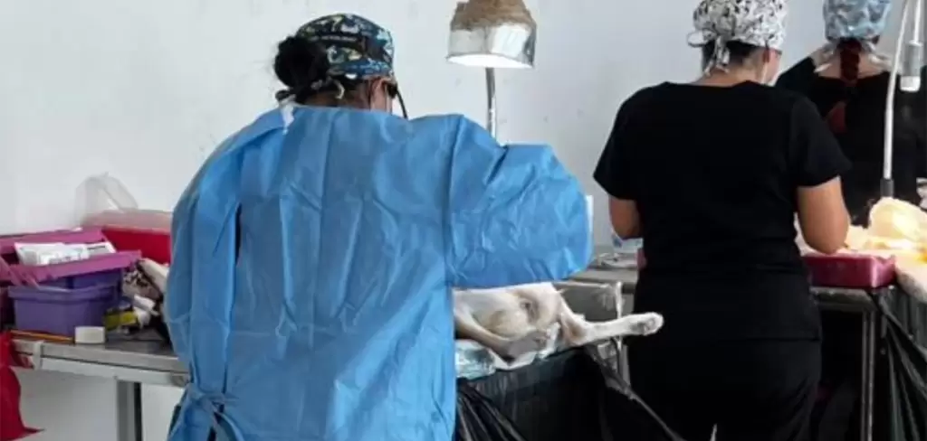 Se suma el ISSEA a la campana de esterilizacion mas grande de America 2