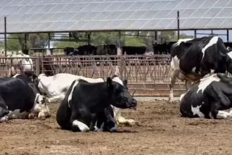 Ya no hay huachicol de leche en el Estado