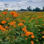 Cempasúchil en Aguascalientes: Tradición y color que dan vida al campo