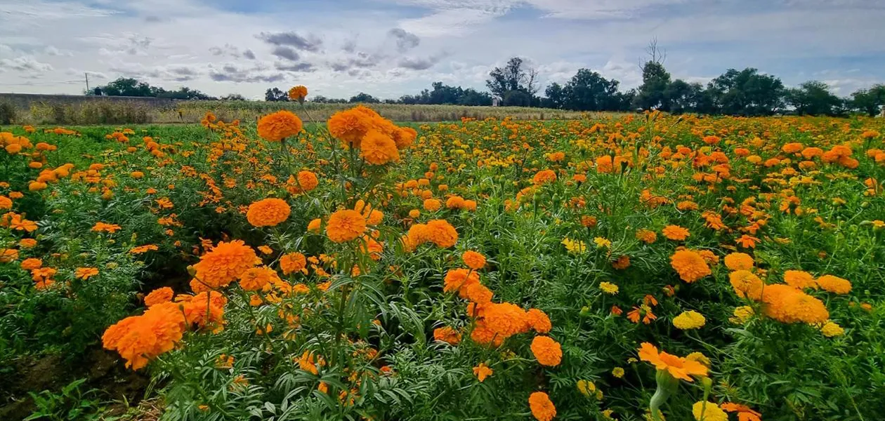 Cempasúchil en Aguascalientes: Tradición y color que dan vida al campo