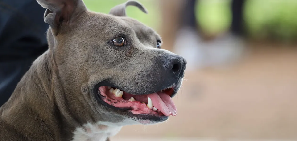 Jardín de San Marcos será pet friendly este sábado con la Megacaravana de Salud Canina y Felina