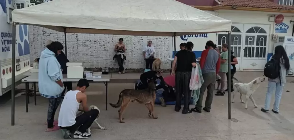 Jornadas de esterilización de mascotas en Aguascalientes sedes Norias de Paso Hondo y Colonia Gremial