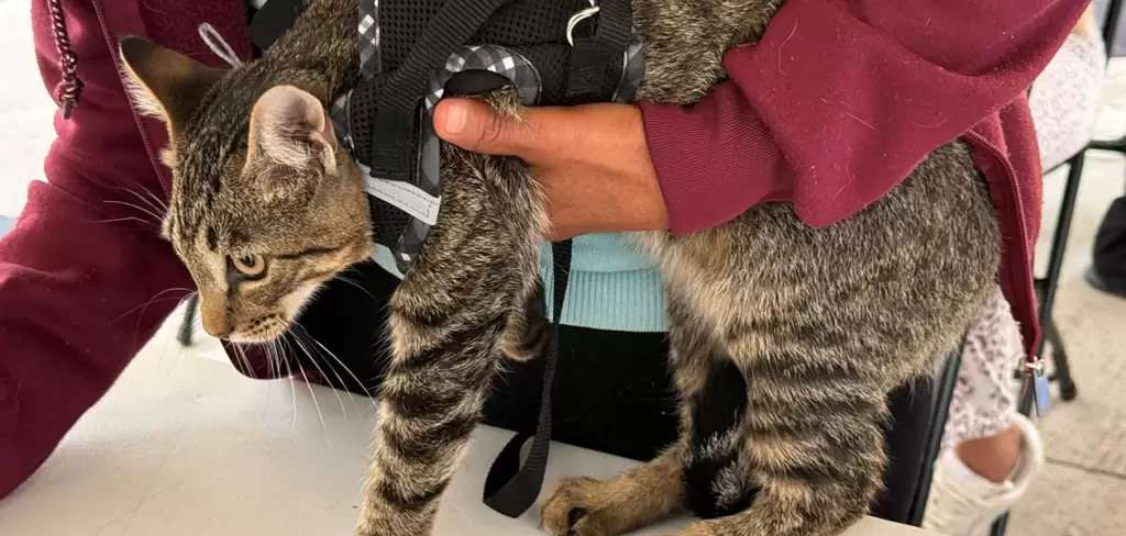 Municipio e ISSEA impulsan esterilización gratuita de mascotas en Aguascalientes