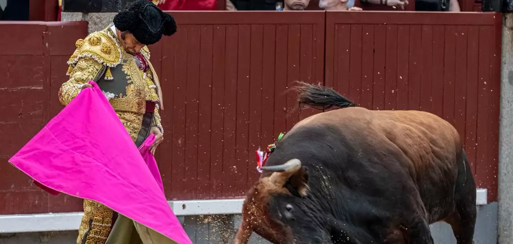 “Morante de la Puebla” lanceó bellamente a la verónica ayer en Las Ventas.
