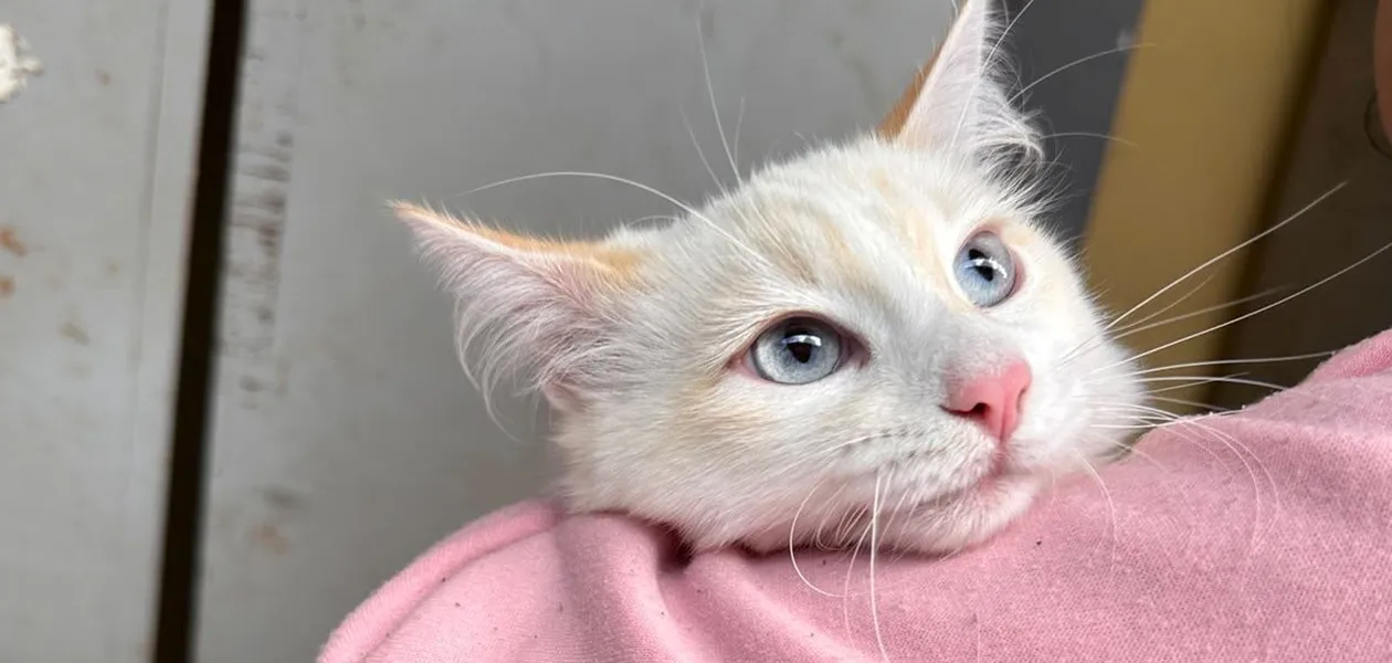 Quirófano veterinario móvil en Aguascalientes: Fechas y requisitos para esterilización gratuita