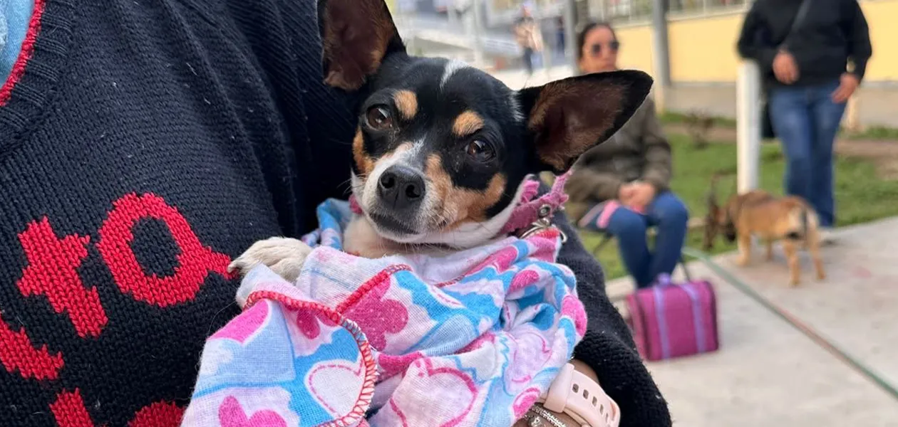 Salud animal gratuita en Aguascalientes: Esterilización y vacunas